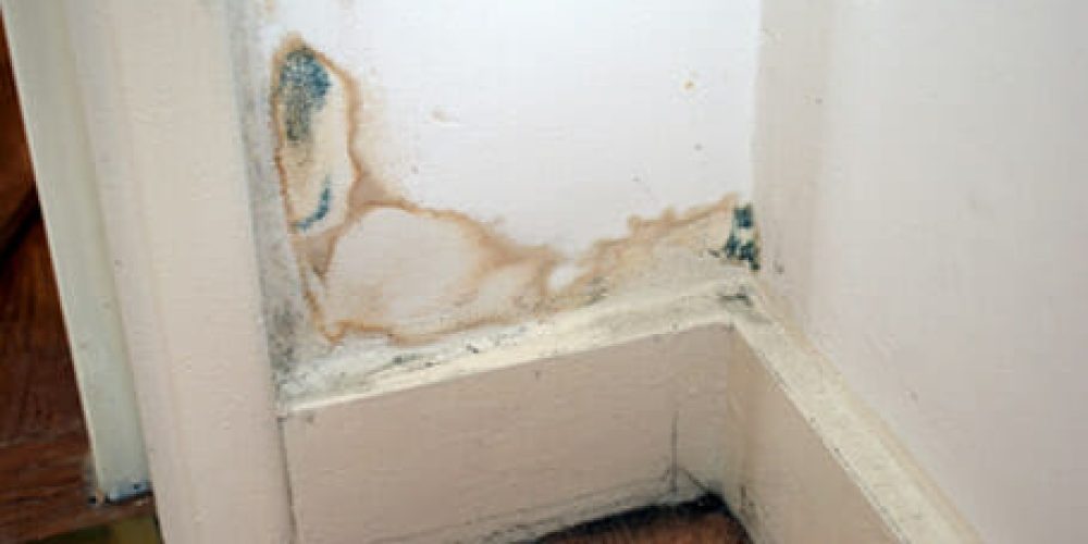 La moisissure ne pardonne pas : Ne laissez pas moisir votre bâtiment